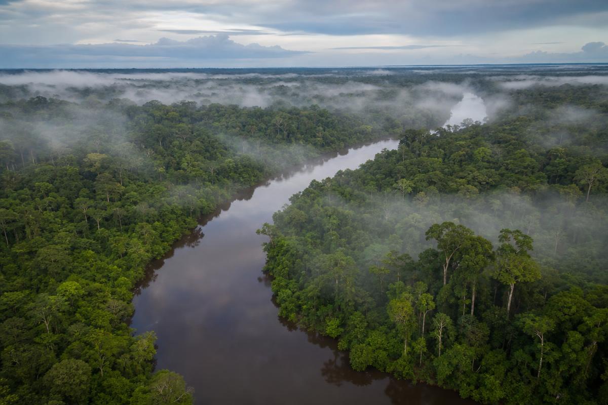 Forêt du bassin du Congo et rivière, conservation de la nature